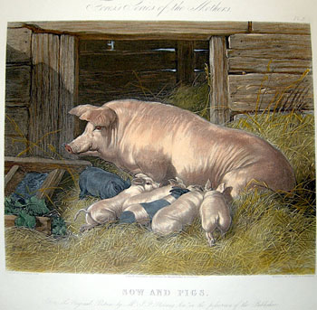 Herring Sow and piglets